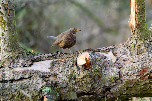 BLACKBIRD blackbird (Turdus merula merula) on the branch in the forest