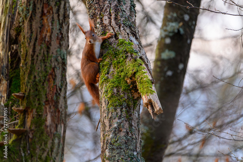 Squirrel in the tree. Red squirrel in the tree