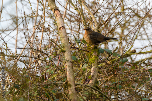 BLACKBIRD blackbird (Turdus merula merula) on the branch in the forest