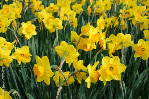 Fototapeta Naklejka Na Ścianę i Meble -  daffodils in spring