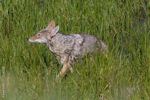 Coyote in Green Grass by Pond photo