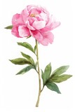 Cute Pink Peony Flower Clipart, watercolor painting, minimal hand drawn style, textured, vector, white background, no background, 32k uhd, isolated, ultra high detailed