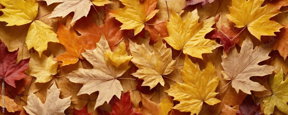 Autumn Leaves Collage Representing Seasonal Change.Close-up of a densely packed array of autumn leaves in various shades of yellow, orange, and red, highlighting the rich colors of the fall season. Autumn Leaves Collage Representing Seasonal Change.Close-up of a densely packed array of autumn leaves in various shades of yellow, orange, and red, highlighting the rich colors of the fall season.