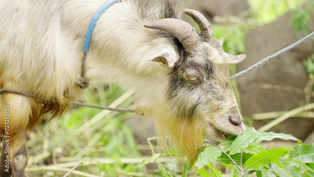 Goat eating green leaves