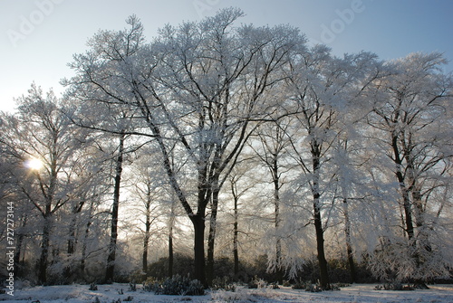 forest in winter (Kalmthout, Belgium)