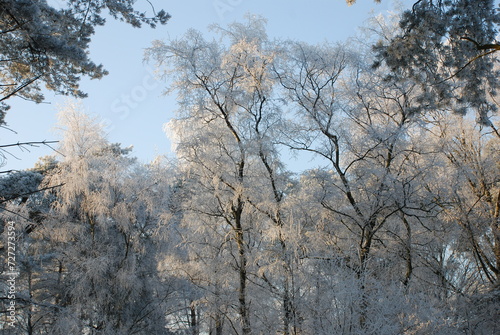 Winterlandscape in the Kalmthoutse heide, Belgium