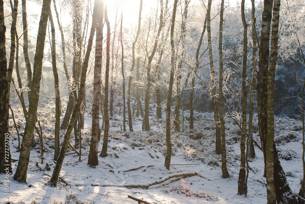 Fototapeta premium Winterlandscape in the Kalmthoutse heide, Belgium