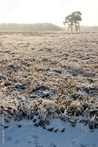 Winterlandscape in the Kalmthoutse heide, Belgium photo