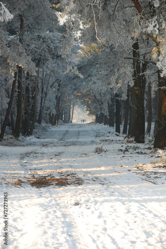 Winterlandscape in the Kalmthoutse heide, Belgium photo