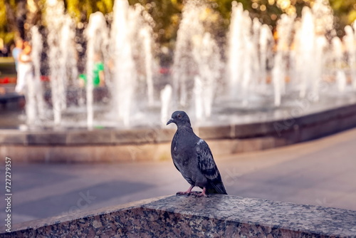 City pigeon on the background of a fountain in summer