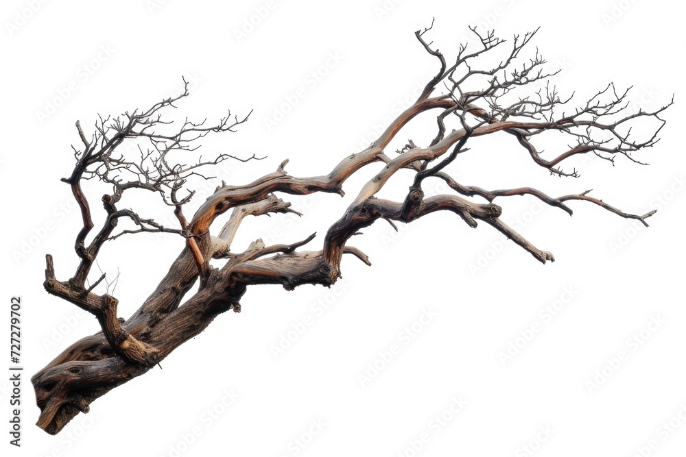 Branch of dead tree with clipping path isolated on white background. Branch of dead tree with clipping path isolated on white background.