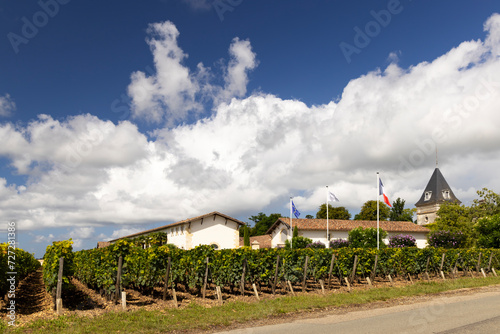 Typical vineyards near Chateau Tronquoy, Saint-Estephe, Bordeaux, Aquitaine, France photo