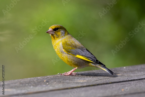 European greenfinch on the porch