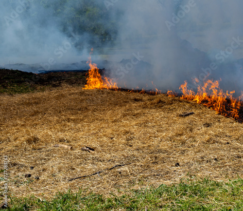 Controlled burn to remove old straw