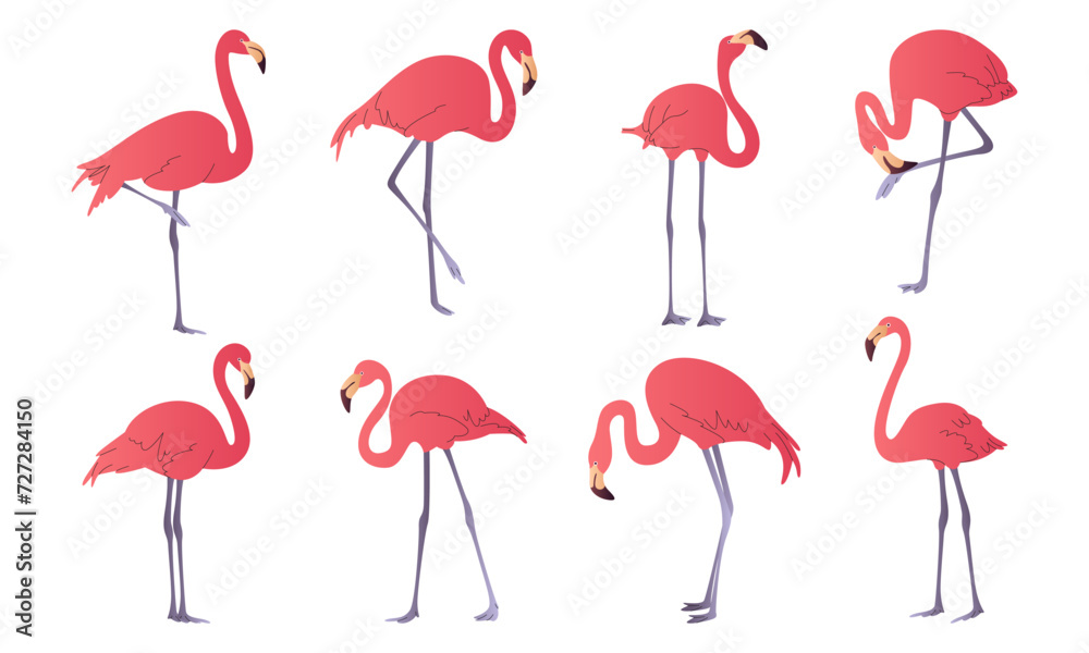 Obraz premium Set of pink exotic flamingos in different poses. Tropical red flamingo birds with rose feathers stand on one leg. Zoo animals.Wild birds of South America, Galapagos and Caribbean islands. Summer Vibes