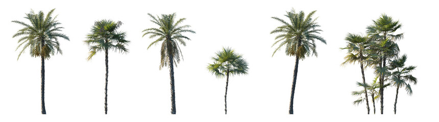 Phoenix dactylifera date and Acoelorrhaphe wrightii paurotis (Everglades, Madeira) palm isolated png on a transparent background premium cutout