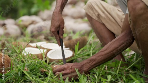 Coconut worker removes copra from shell after harvest on farm, traditional food production photo