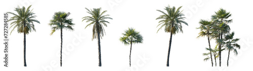 Set Phoenix dactylifera date and Acoelorrhaphe wrightii paurotis (Everglades, Madeira) palm frontal medium and small isolated png on a transparent background perfectly cutout 