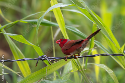 Crimson finch or Neochmia phaeton seen in Nimbokrang in West Papua, Indonesia photo