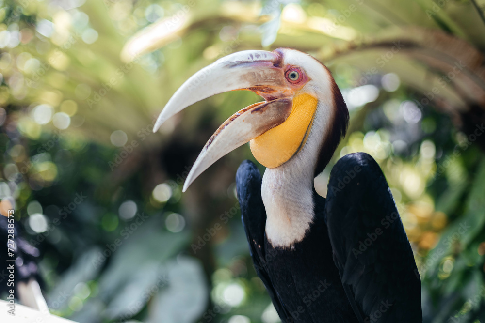 Fototapeta premium The wreathed hornbill Rhyticeros undulatus, also called bar-pouched wreathed hornbill