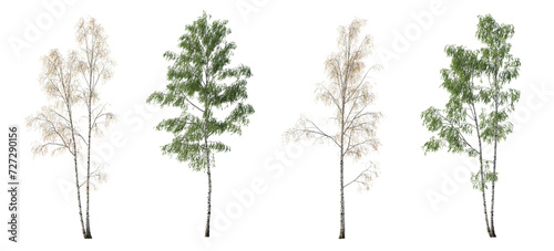 2 in 1 Summer and Autumn set of Birch trees betula trees isolated png in sunny daylight on a transparent background perfectly cutout 