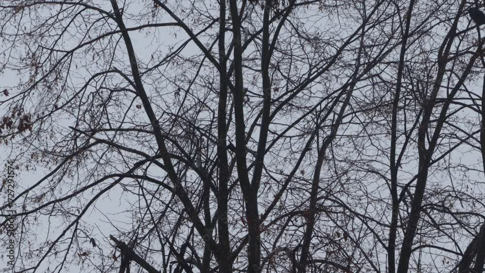 Ravens sitting on the tree. Winter time Ravens sitting on the tree. Winter time