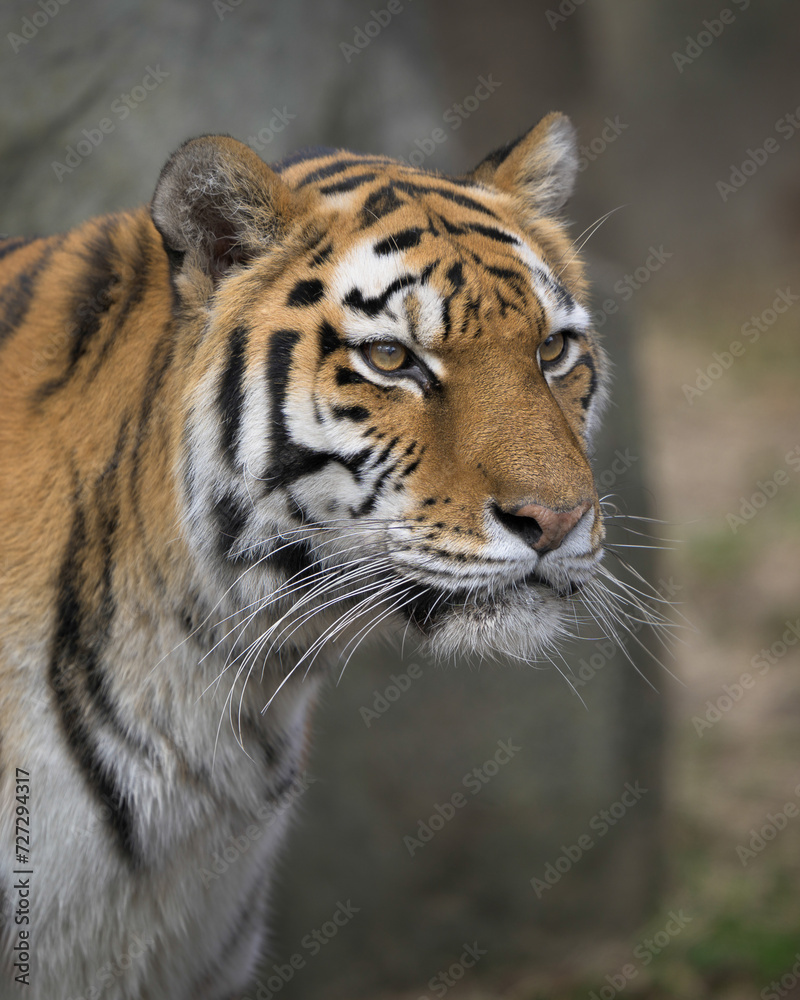 Fototapeta premium Amur tiger (Panthera tigris altaica) close up portrait on the hunt