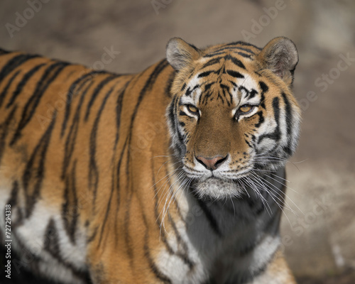 Amur tiger (Panthera tigris altaica) close up portrait on the hunt