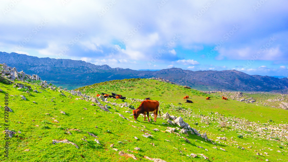Wild cows graze in the mountains of Tetouan