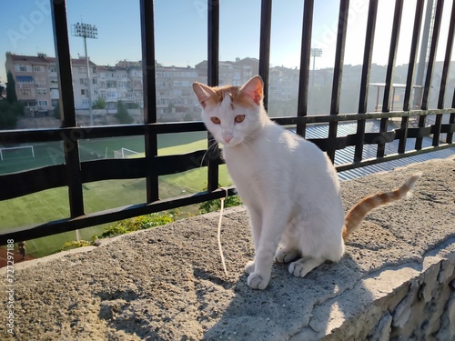 A cat sitting on the stadium wall