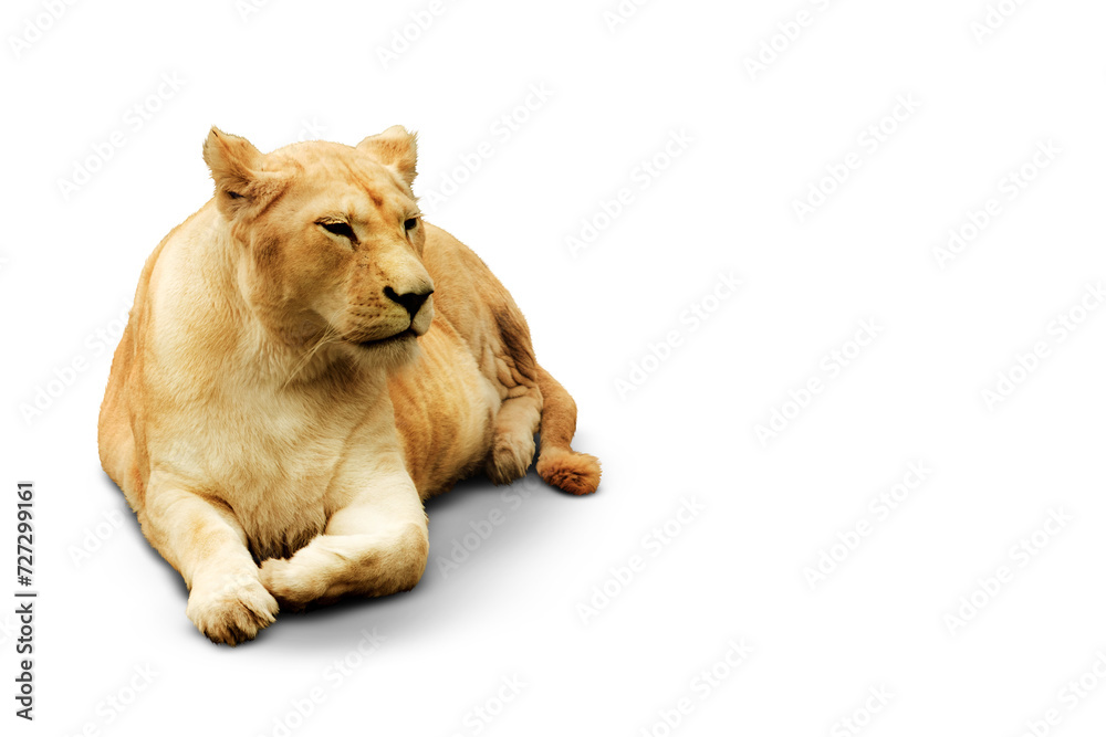 Obraz premium Regal Repose: Lioness on Transparent