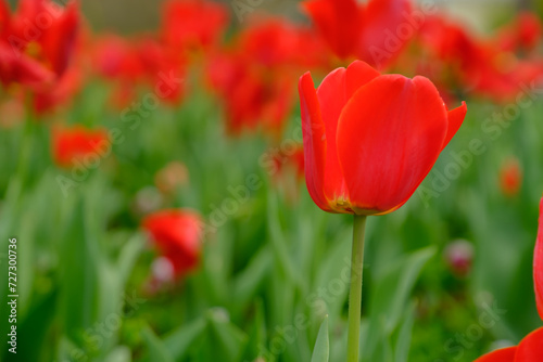 red flowers with green grass