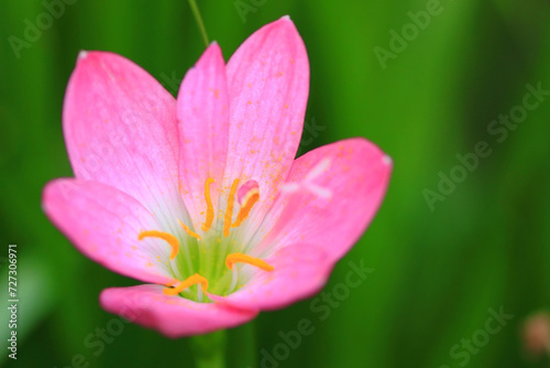 close up of zinnia elegans flowers pink blooms