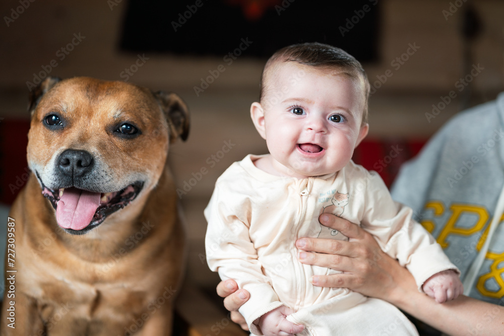 Happy smiling baby girl next to happy and smiling staffordshire bull terrier dog. Happy smiling baby girl next to happy and smiling staffordshire bull terrier dog.