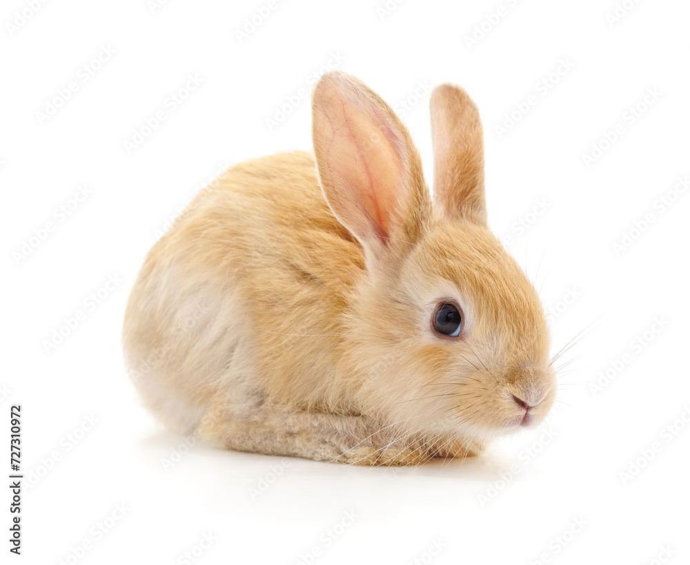 One red rabbit. One red rabbit.