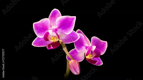 Pink phalaenopsis orchid flowers bloomed against a black background. Time lapse, close-up. Wedding background, Valentine's Day concept. Time Lapse.4k
