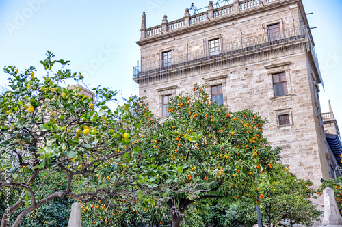 Valencia, Spain - January 1, 2024: Orange and lemon trees in a plaza in Valencia, Spain 