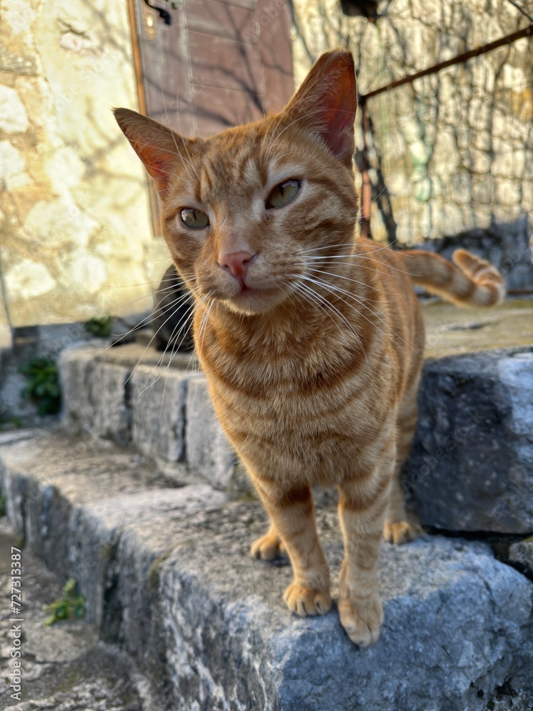 Ginger Cat in town stones wall Montenegro Kotor city Ginger Cat in town stones wall Montenegro Kotor city