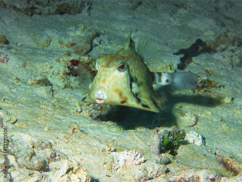 Kuhfisch Kofferfisch über einer Sandfläche auf dem Meeresboden in Raja Ampat. Unterwasserfotografie, aufgenommen bei einem Tauchgang in Indonesien. Kofferfische sind sehr wendig und immer in Bewegung photo