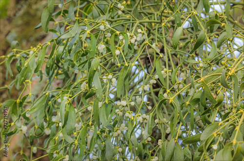 Mistletoe with white berries attached to a tree