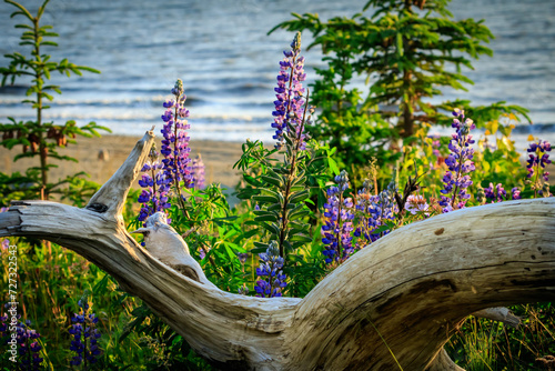 Driftwood and Flowers on the beach, Soldotna, Alaska
