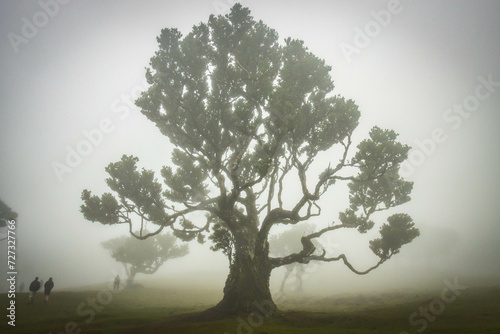 misty and mystical laurel forest, laurisilva, madeira, island, portugal, atlantic ocean, europe, fanal
