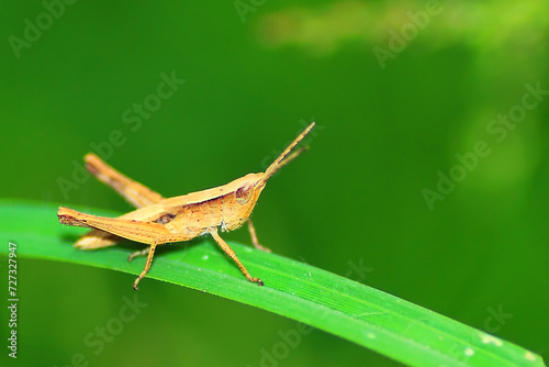 close up of grasshopper in nature, insect, macro photography, wildlife. © Budi