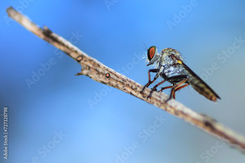 close up of ommatius fly insect, macro photogaphy, wildlife.