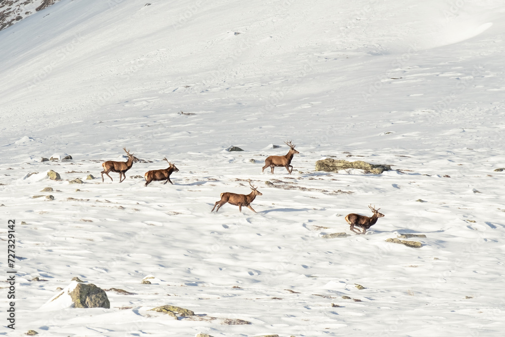 Incredibly wonderful scene of a herd of Red deer stags (Cervus elaphus) running in deep snow in a winter alpine landscape with wide snowy meadow, Alps Mountains, Italy.