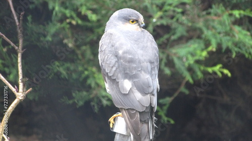 Male sparrowhawk (Accipiter nisus) in a garden, Cheshire, England