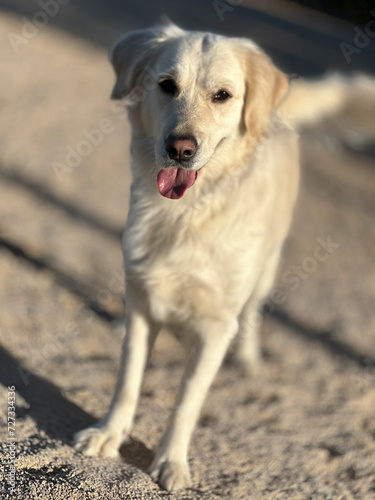 Young white Golden Retreiver dog outdoors on a sunny day.