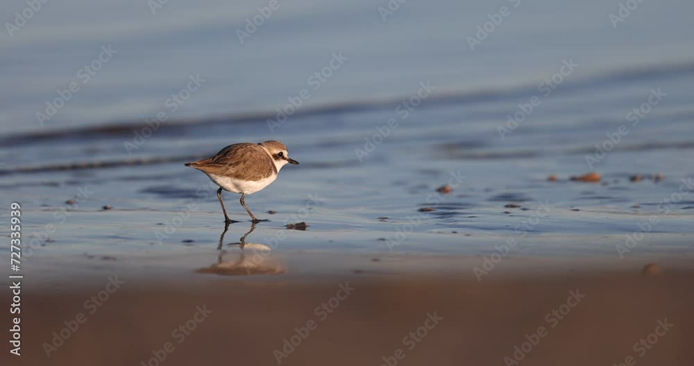 The Kentish plover bird, feeds on the shoreline of the Adriatic Sea in winter. The Kentish plover bird, feeds on the shoreline of the Adriatic Sea in winter.
