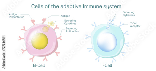 Antibodies are produced by the immune system in response to antigens vector illustration. Complementary binding sites on the Ab and on the Ag molecules. The differences between antigen and antibody. photo