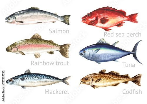 Photography Fresh raw fish set